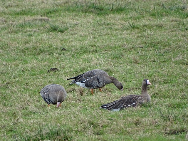 他重返英超 他重返英超